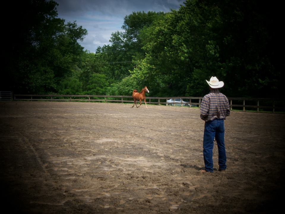 Groundwork in the arena at Wind Chaser Stables